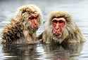monkeyfish