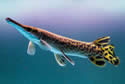 monsterfish