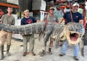 monstergator