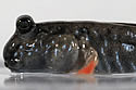 mudskipper