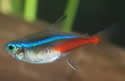 neontertra