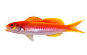 newfish