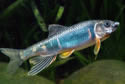 newfishz