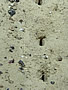 oceanholes