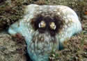 octopusappear