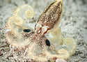 octopusspots