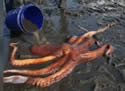 octopussquirm