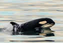 orcacalf