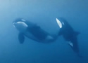 orcadivers