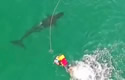orcapanic