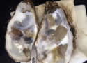 oystershell