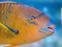 parrotfish