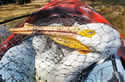 pelicanentangled