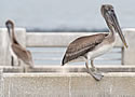 pelicanfish
