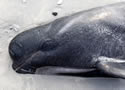 pilotwhaleskiwi