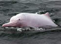 pinkrestdolphin