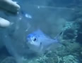 plasticfish