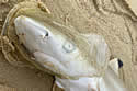 plasticshark