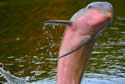 pnkdolphins