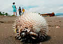 poisonpuffer