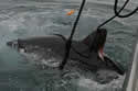 porbeagle