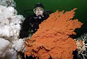 prawnthreatcoral