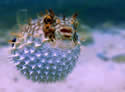 pufferpoison
