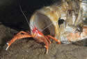 redlobster