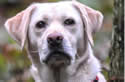 rescuedog