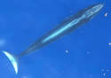riceswhale