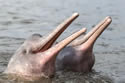riverdolphinattack