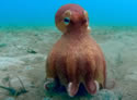 robooctopus