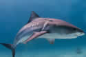 satshark