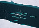 satellitewhale