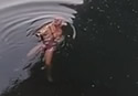 saxswim