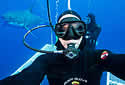 scubashark