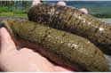 seacucumbers