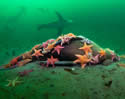 sealionfall