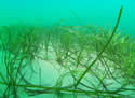 seagrassocean