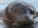 sealcarp