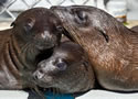 sealpups