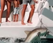 sharkbait