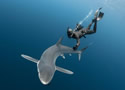 sharkdiver