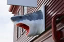 sharkeducation