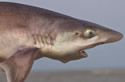 sharkestuary