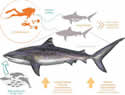 sharkhormone