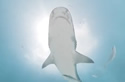 sharkmouth