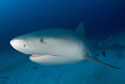 sharkrun