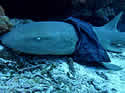 sharkskirt