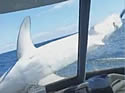 sharkwindow